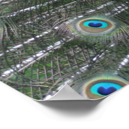 Poster Peacock (Coin)