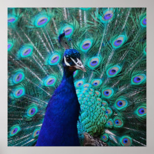  Poster Peacock
