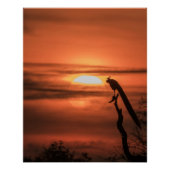 Poster Peacock at Sunrise (Devant)