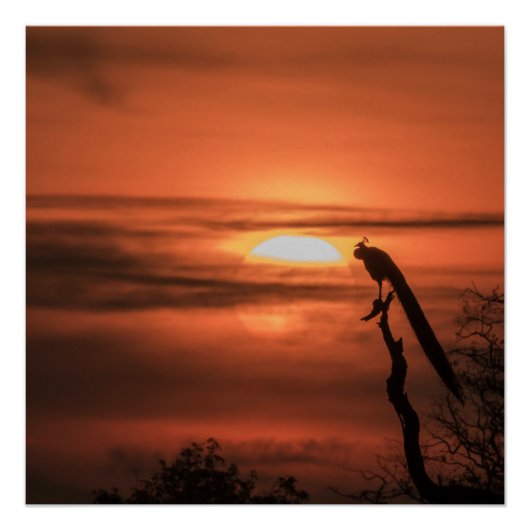 Poster Peacock at Sunrise (Devant)