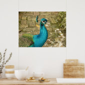 Poster Peacock Belle photographie nature (Cuisine)
