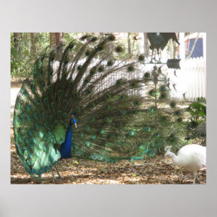Poster Peacock Bird Plumd et Albino Peahen Photo