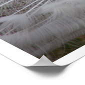 Poster Peacock blanc (Coin)