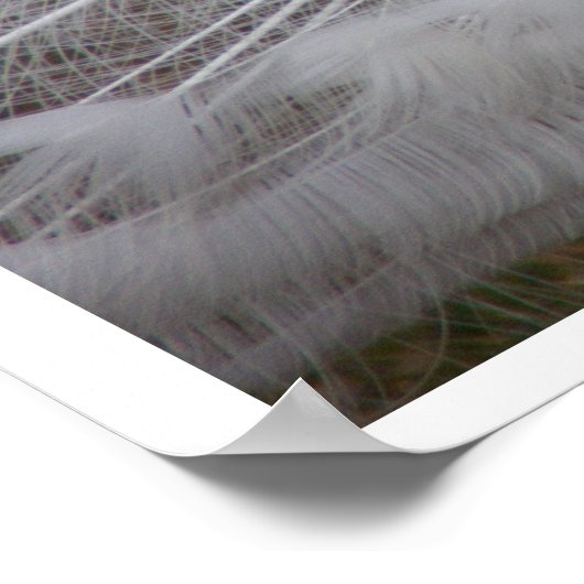 Poster Peacock blanc (Coin)