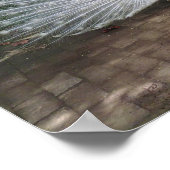 Poster Peacock blanc (Coin)