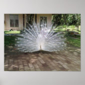 Poster Peacock blanc (Devant)