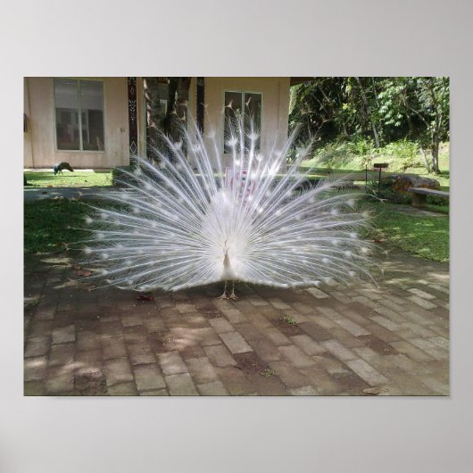 Poster Peacock blanc (Devant)