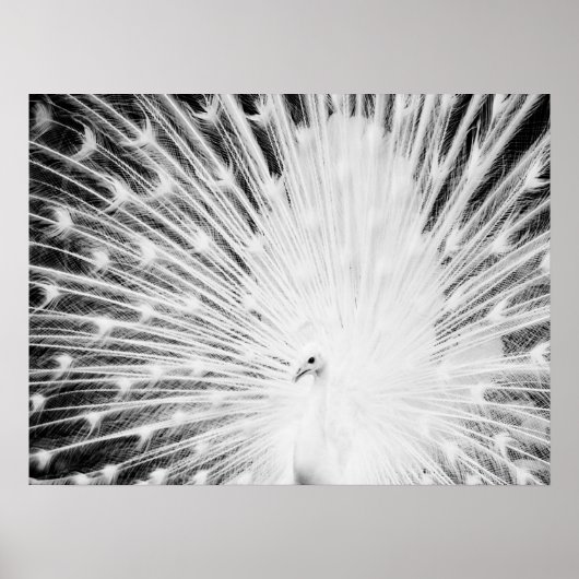 Poster Peacock blanc (Devant)