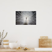 Poster Peacock blanc avec plumes éteintes (Cuisine)