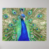 Poster Peacock bleu (Devant)