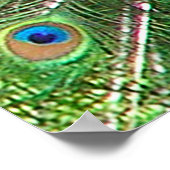 Poster Peacock bleu (Coin)