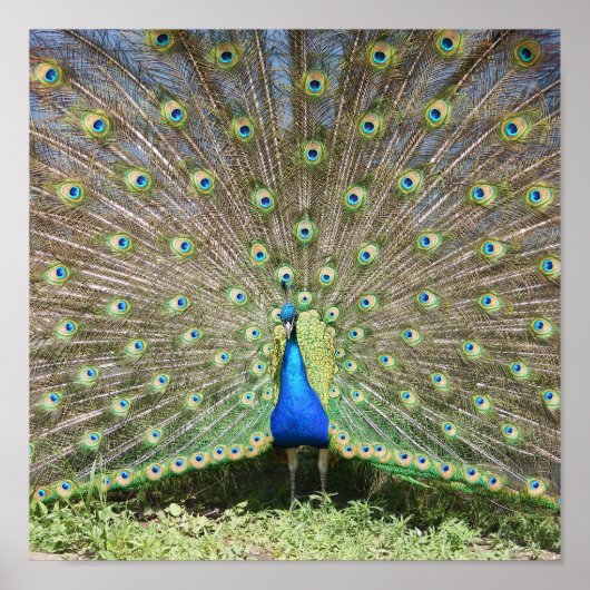 Poster Peacock bleu (Devant)