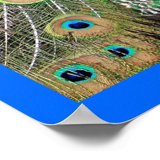 Poster Peacock bleu (Coin)