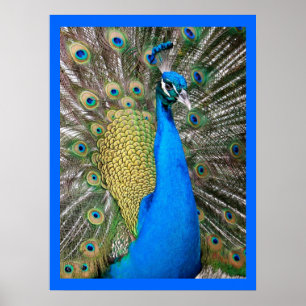 Poster Peacock bleu