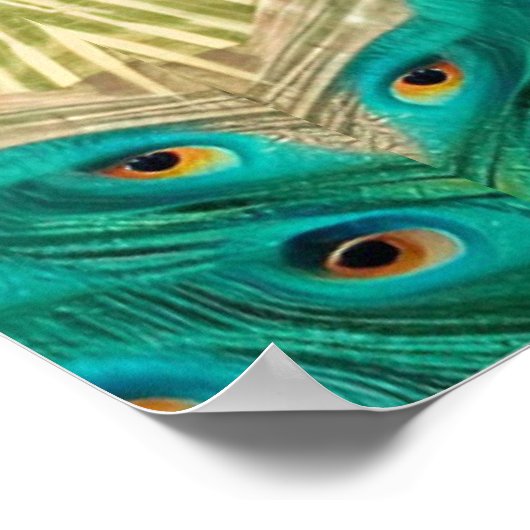 Poster Peacock bleu dans l'herbe (Coin)