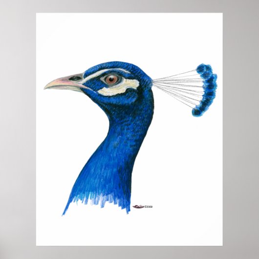 Poster Peacock : bleu indien (Devant)