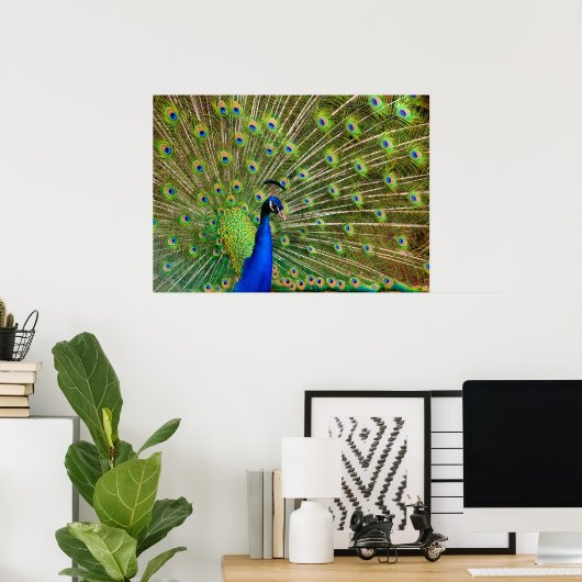 Poster Peacock coloré (Bureau à domicile)