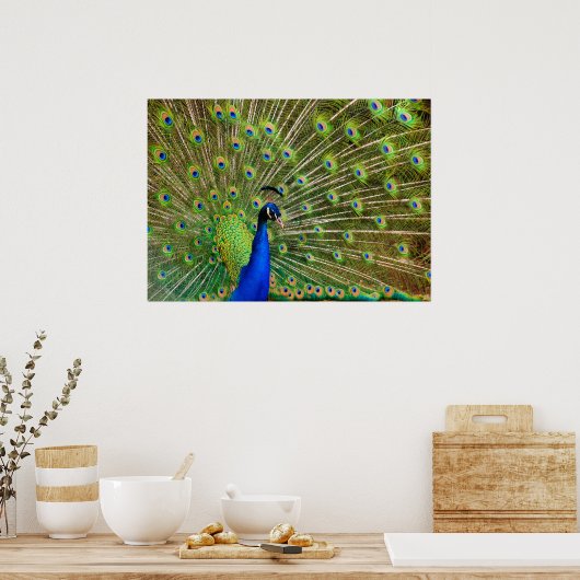 Poster Peacock coloré (Cuisine)