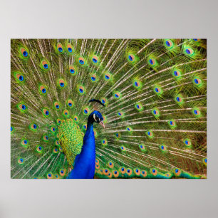 Poster Peacock coloré