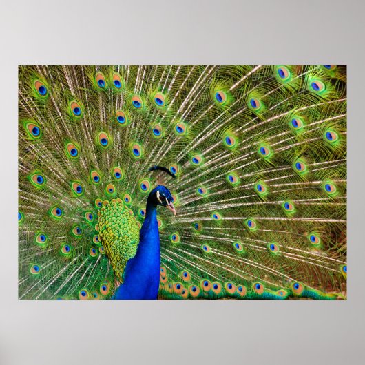 Poster Peacock coloré (Devant)