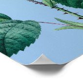 Poster Peacock de musique Rose romantique (Coin)