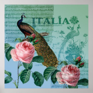 Poster Peacock de musique Rose romantique