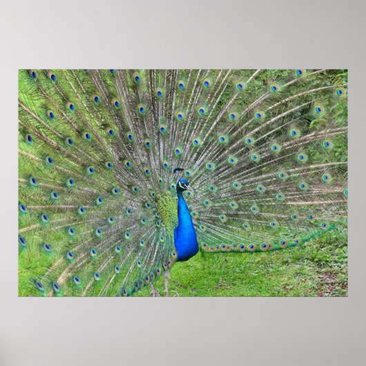 Poster Peacock démontrant sa queue (Devant)