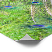 Poster Peacock démontrant sa queue (Coin)