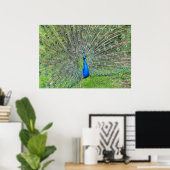 Poster Peacock démontrant sa queue (Bureau à domicile)