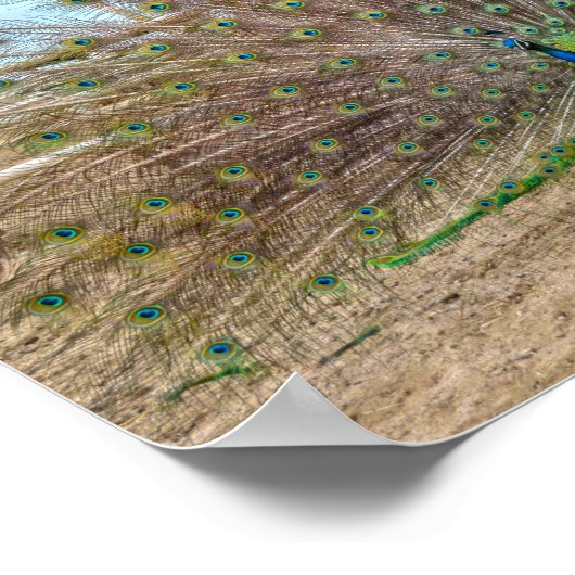 Poster Peacock Displaying, Bent's Old Fort Corral (Coin)