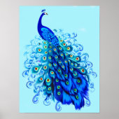 Poster Peacock en bleu turquoise et cobalt (Devant)