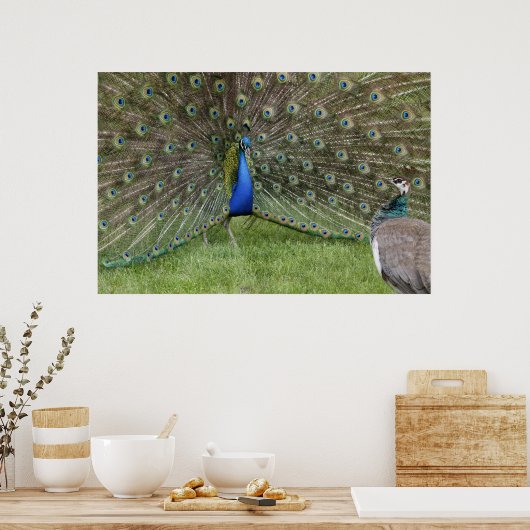 Poster Peacock en Peahen (Keuken)