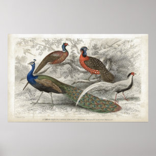 Poster Peacock et faisans Antique Lithographie
