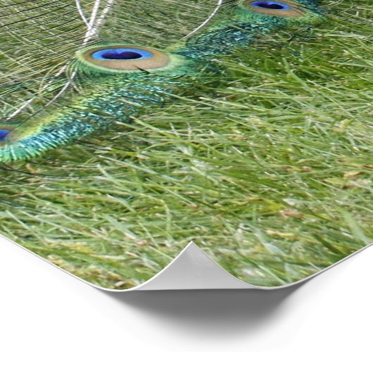 Poster Peacock et Peahen (Coin)