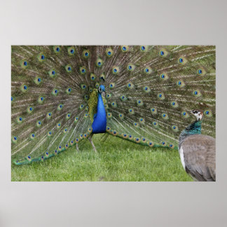 Poster Peacock et Peahen