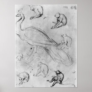 Poster Peacock et six singes