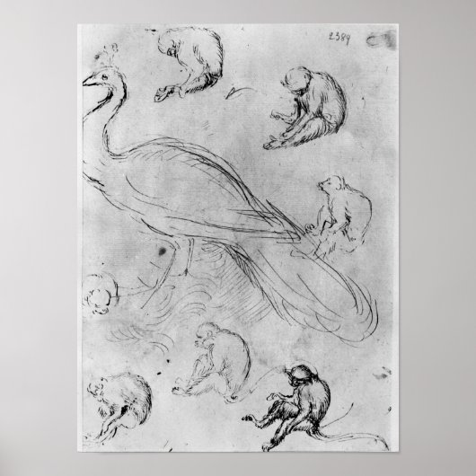 Poster Peacock et six singes (Devant)