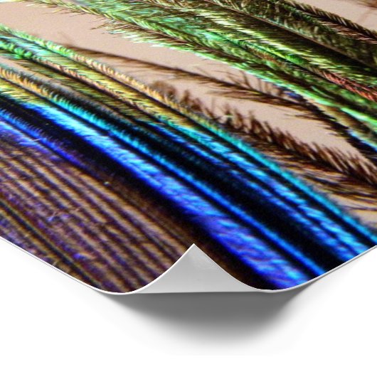 Poster Peacock Feather (Coin)