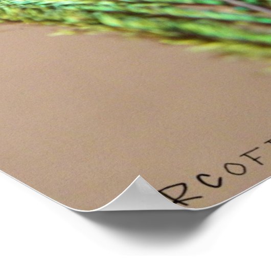 Poster Peacock Feather (Coin)