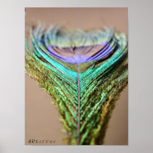 Poster Peacock Feather