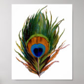 Poster Peacock feather (Devant)