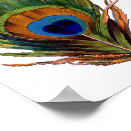 Poster Peacock feather (Coin)