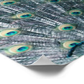 Poster Peacock Feathers Canvas Imprimer (Coin)