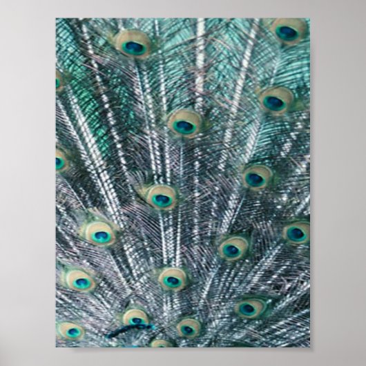 Poster Peacock Feathers Canvas Imprimer (Devant)