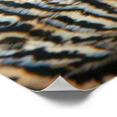 Poster Peacock Feathers IV Colorful Abstrait Nature (Coin)