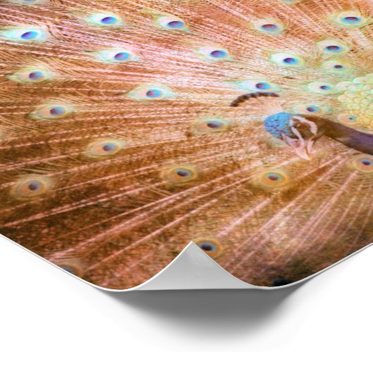 Poster Peacock Grunge (Coin)