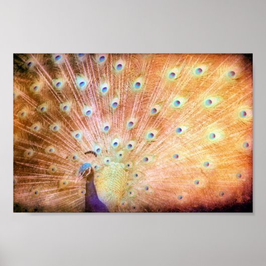 Poster Peacock Grunge (Devant)