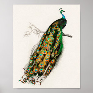 Poster Peacock Illustration Vintage Art Print