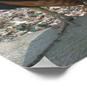 Poster Peacock indien masculin (Coin)