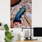 Poster Peacock Mantis Shrimp-Gilis (Bureau à domicile)